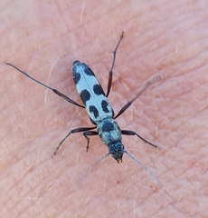 Chlorophorus herbstii