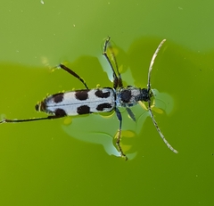 Chlorophorus herbstii