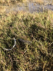 Puccinellia phryganodes