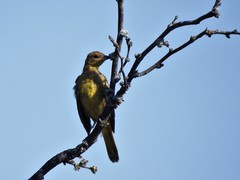 Piranga rubra