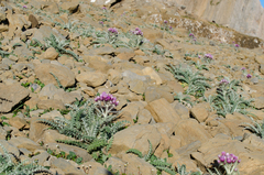 Carduus carlinoides