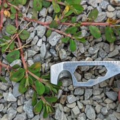 Euphorbia humistrata