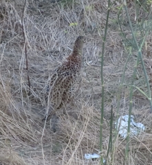 Phasianus colchicus