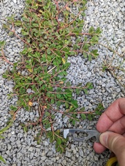 Euphorbia humistrata