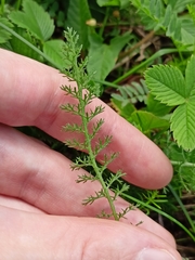 Achillea nobilis