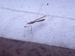 Empicoris vagabundus