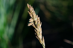 Festuca paniculata
