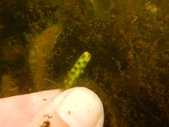 Potamogeton amplifolius