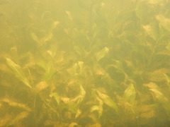 Potamogeton amplifolius