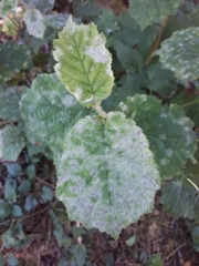 Erysiphe corylacearum