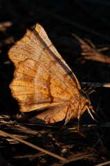 Selenia alciphearia