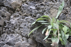 Jurinea bellidioides