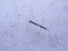 Empicoris vagabundus