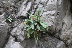 Jurinea bellidioides