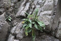 Jurinea bellidioides