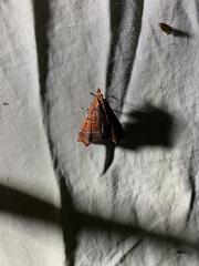 Pyrausta bicoloralis