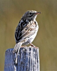 Anthus correndera