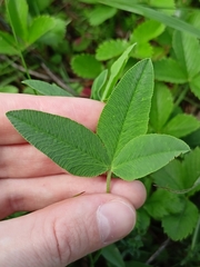 Trifolium montanum