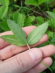 Trifolium montanum