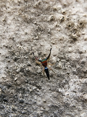 Chrysilla lauta
