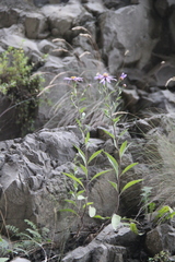 Aster amellus bessarabicus