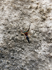 Chrysilla lauta
