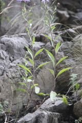 Aster amellus bessarabicus