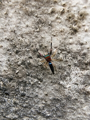 Chrysilla lauta