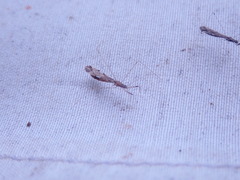 Empicoris vagabundus