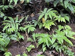 Tectaria polymorpha