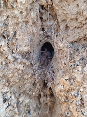 Filistata insidiatrix