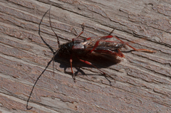 Necydalis laevicollis