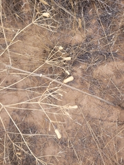Prangos odontalgica