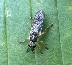 Atomosia rufipes