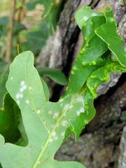 Neuroterus floccosus