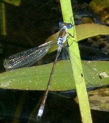 Lestes sponsa