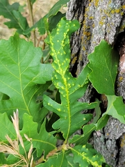 Neuroterus floccosus