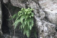 Woodsia caucasica
