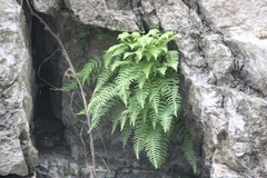 Woodsia caucasica