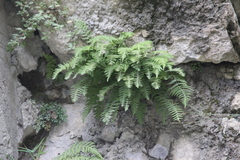 Woodsia caucasica