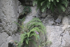 Woodsia caucasica