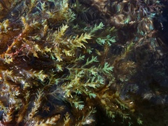 Ericaria selaginoides