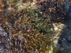 Ericaria selaginoides