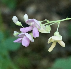 Phaseolus polystachios