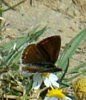 Polyommatus icarus