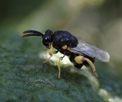 Brachymeria tibialis
