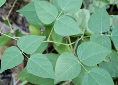 Phaseolus polystachios