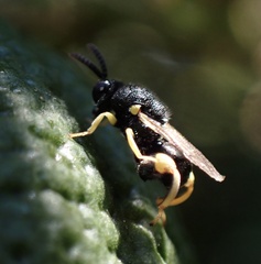 Brachymeria tibialis