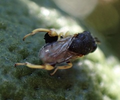 Brachymeria tibialis