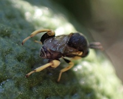 Brachymeria tibialis